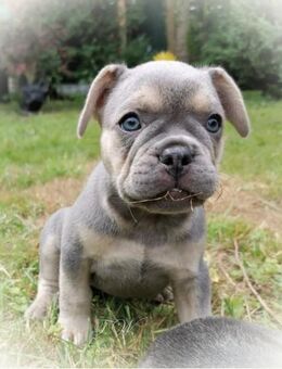 Französische Bulldoggen Welpen mit Rute und Nase (Frengle) - Grünberg