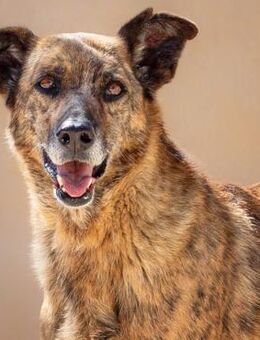 Hampton, unabhängig - Kettershausen