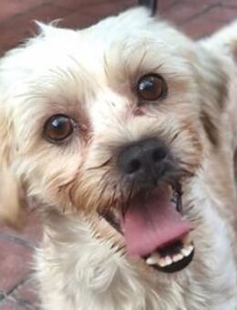 Kleine Ziva - gerettet von der Straße - Hamburg