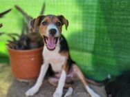 Ricky sucht geduldige Kuschelpartner - Grevenbroich