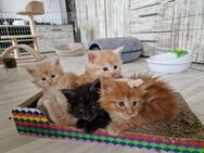 Reinrassige Maine Coon Kitten - Kraja