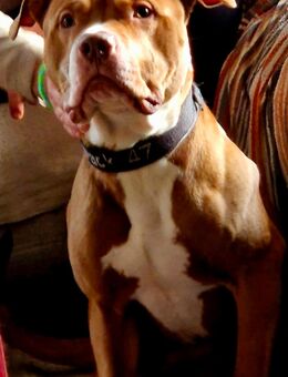 Wir suchen schweren Herzens ein neues Zuhause für unseren American Bulldog - Osten