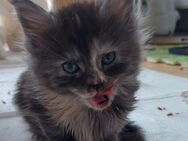 Süße MaineCoon Kitten - München