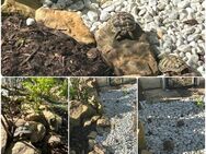 Griechische Landschildkröten - Neulingen