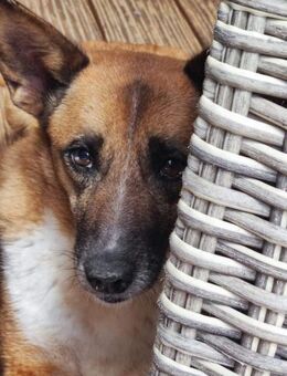 FEEBEE sucht ruhiges, liebes Zuhause - Neuberg