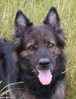 Traum Hündin, 8 J, Altdeutscher Schäferhund DDR, Papiere, kastriert - Leuna Spergau