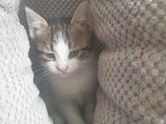 Babykatzen suchen neue Zuhause - Bad Bramstedt