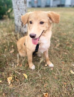 SOL - Traumhund sucht Traumfamilie - Frankfurt (Main) Niederrad