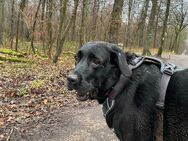 Labrador-Retriever - Lünen