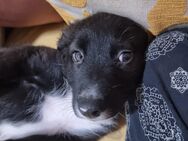 Border Collie Mix Emma,geboren am 27.10.2024 - Dorsten