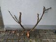 grosser Dekozweig Holzzweig 166x122cm geweihförmig in 36037