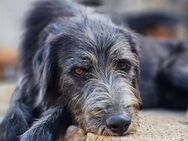 Mino 💗 Seelenhund sucht seine Familie - Hamburg