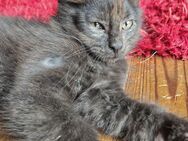 Kitten Mix Norwegische Waldkatze / BKH - Boppard