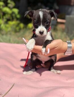 Der kleine Houdini sucht sein Körbchen - Heinsberg