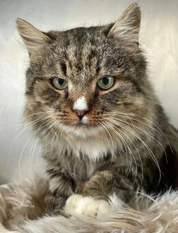 Grey Prinz Flauschi sucht sein Zuhause - Unterföhring