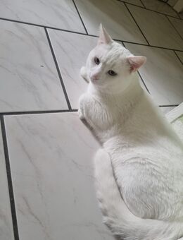Türkische angora Katze - Castrop-Rauxel Zentrum