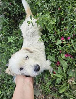 Susi - Wuschel sucht 4ever Home - München