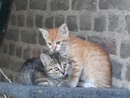 12 Wochen alte Kätzchen abzugeben - Kerpen (Kolpingstadt)