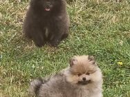 Süße Pomeranian Zwerg / Kleinspitz Jungs in Tollen Farben suchen Ihre Familien - Diemelstadt