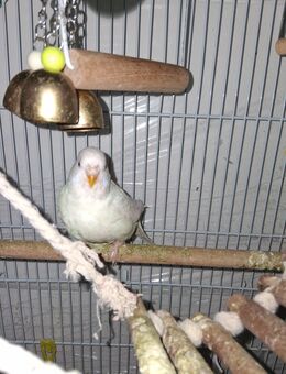 3 Wellensittiche zu verkaufen - Rehau