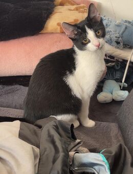 Liebevolle süße Katze abzugeben - Oldenburg