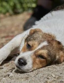 Irmgard❤️sucht Körbchen fürs Leben - Rott (Inn)