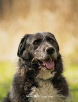 Nappo - PLZ 68642 - Dreikirchen