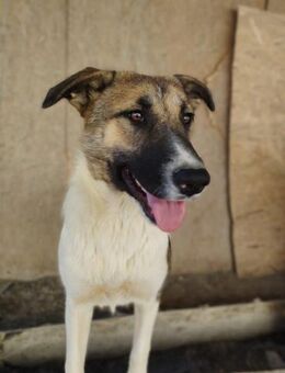 July 50 cm - Alpenrod