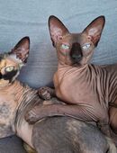 Katze und Kater in 64678
