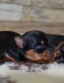 Yorkshire Terrier Welpen antialergiker in 85250