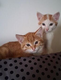 Baby Katzen abzugeben - Ibbenbüren