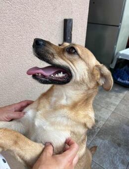 Letty wartet auf ihr Glück - Nordwalde