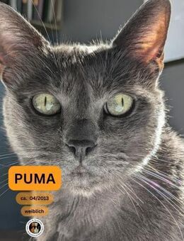 PUMA, w., kastr., Russ.-Blau, geb. 2013 - Sipplingen