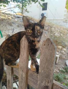 Azizam aus dem Tierschutz - Grevenbroich