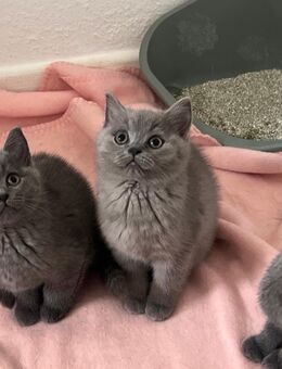 BKH Kitten suchen ab sofort ein liebevolles Zuhause - Elmshorn