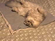 Heidi Einzigartige Jungkatze sucht Traum Zuhause - Wermelskirchen