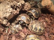 Griechische Landschildkröten Testudo hermanni hermanni - Luckenwalde
