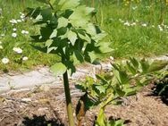 Liebstöckel, Liebstock, Maggiekraut (Levisticum officinale) - Horgenzell