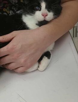 🆘 Sanfter Mojo🆘 Notfall - Eislingen (Fils)