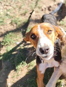 Ofelia möchte mit Dir die Welt erkunden - Schwabach