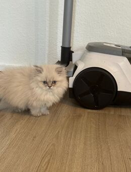 Britisch Langhaar Kitten - Lübeck