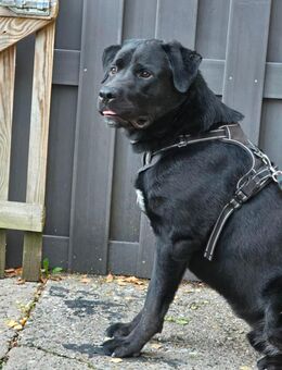 Rüde 11 Monate Labrador Mix - Sankt Wendel