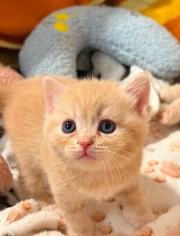 BKH Kitten - Aholming