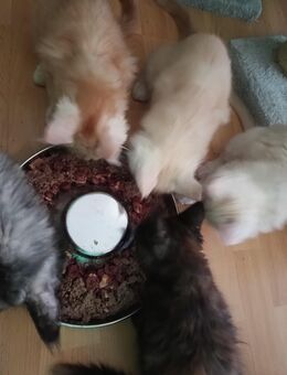Main coon kitten mit stammbaum (3 kitten) - Pfungstadt
