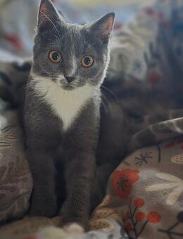 Bkh Mix Kitten - Hilden