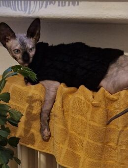 Canadian sphynx Weiblich - Bielefeld