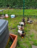 Zwergenten Erpel in 52499