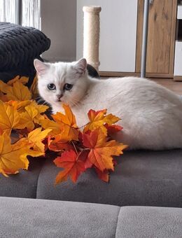 BKH Kitten Katze weißlich blauen Augen - Villingen-Schwenningen