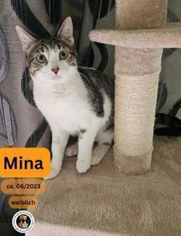 MINA, w., kastr., EHK, geb. 2023 - Sipplingen