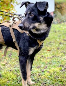 Toller Junghund Cooper 10 Monate jung - Düsseldorf